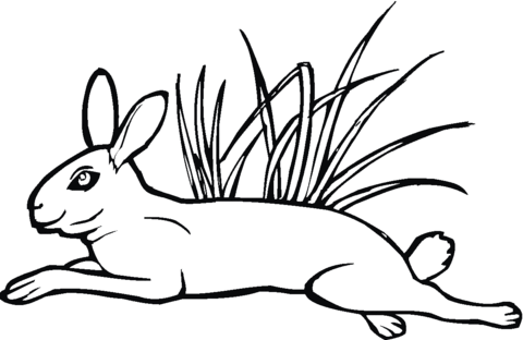 Hare Jumps On Grass Coloring Page